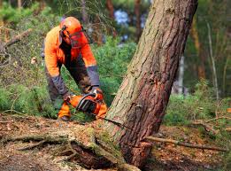 Los Gatos, CA  Tree Services Company