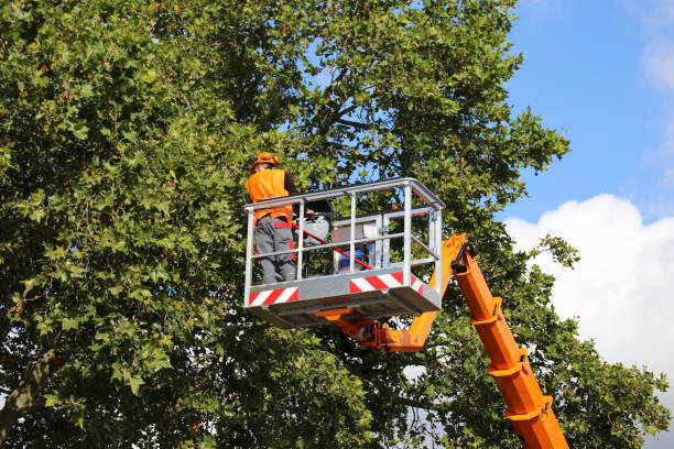 Leaf Removal