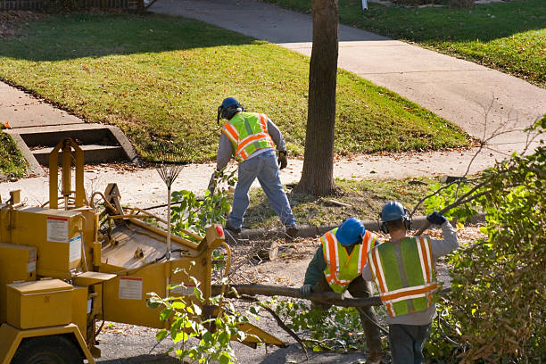 Best Lawn Renovation and Restoration  in Los Gatos, CA